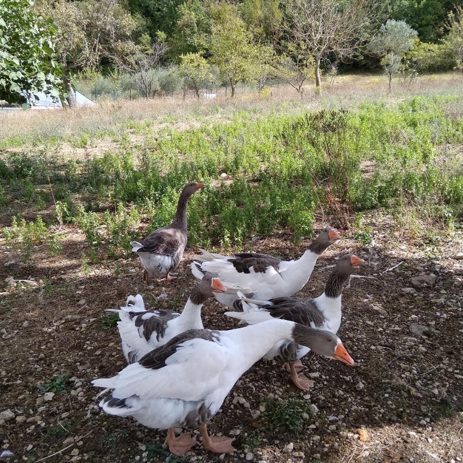 La Masseria Di Antonio E Teresina Colli a Volturno 외부 사진