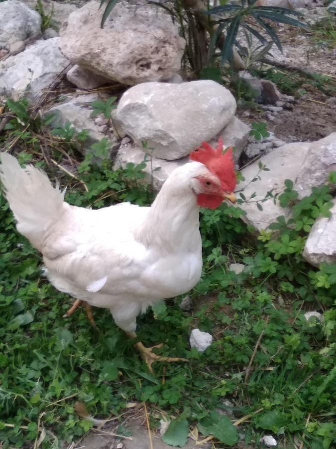 La Masseria Di Antonio E Teresina Colli a Volturno 외부 사진