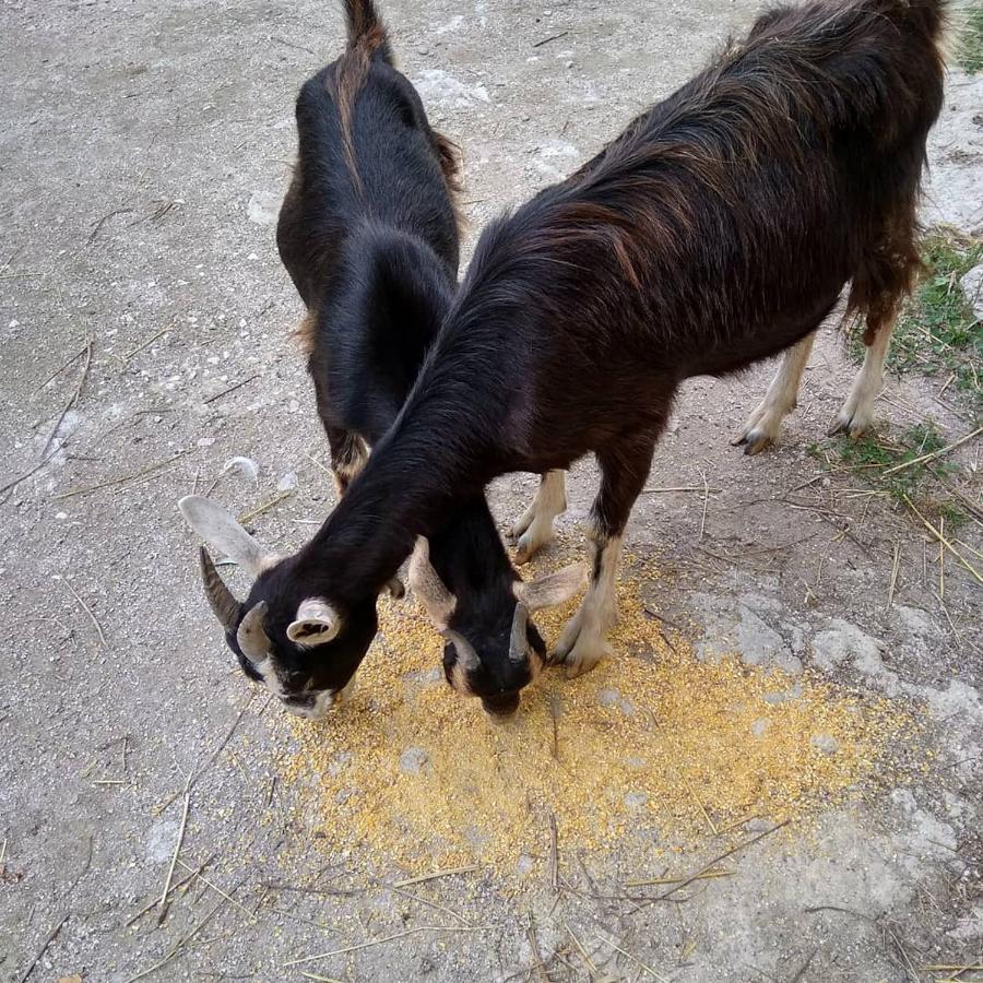 La Masseria Di Antonio E Teresina Colli a Volturno 외부 사진